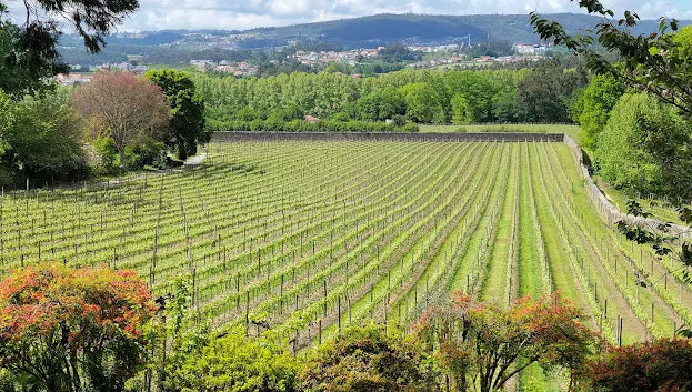 Portugal Best Wines