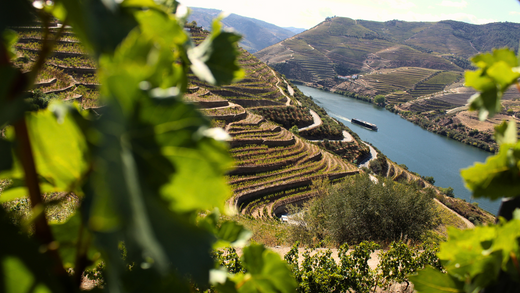 Portugal Wine Regions