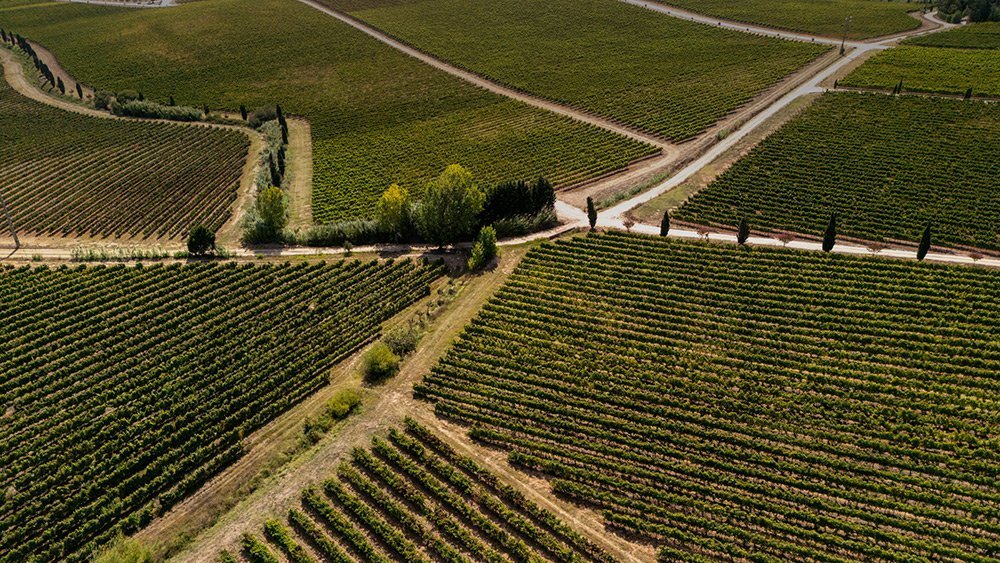 Aerial view of vineyards in Portugal