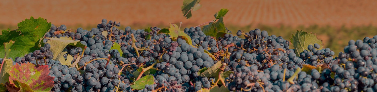 Portuguese Red Wine - Portugal Best Wines