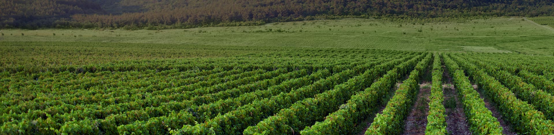 £20.00 to £34.99 - Portugal Best Wines