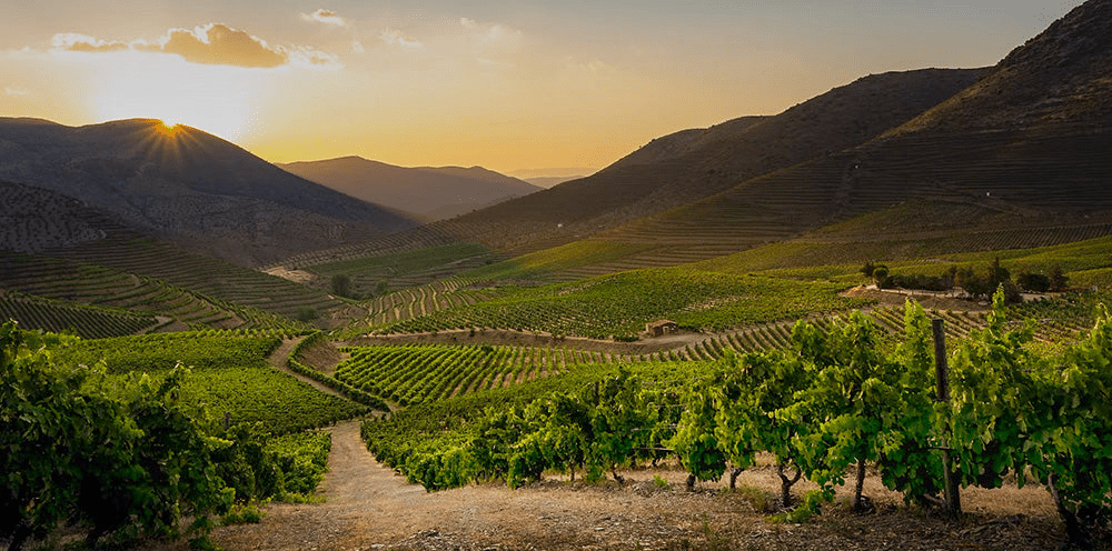 SOGRAPE VINHOS - Portugal Best Wines