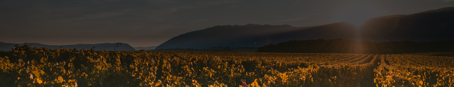 Casca Wines
