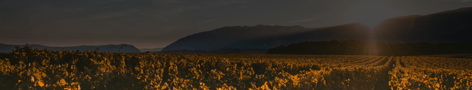 Portugal Best Wines