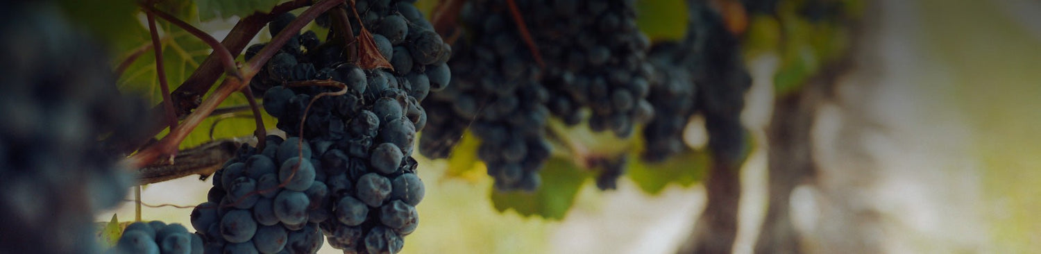 Touriga Nacional - Portugal Best Wines