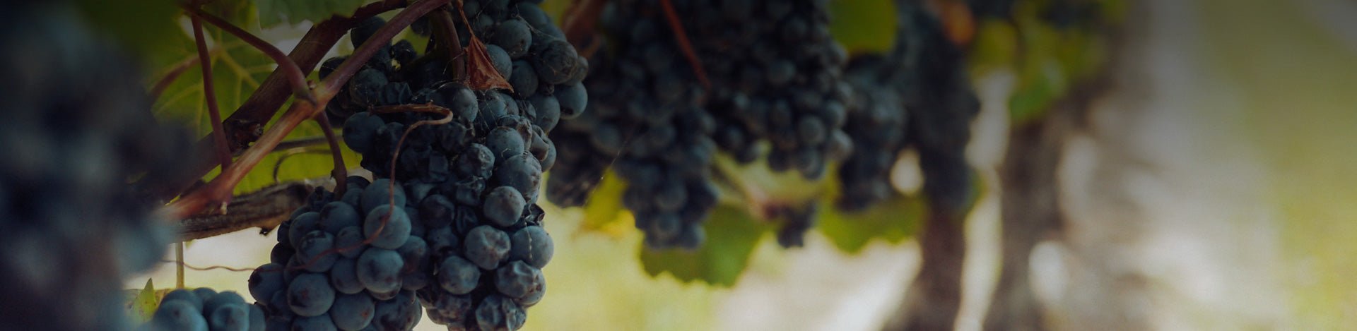 Touriga Nacional - Portugal Best Wines