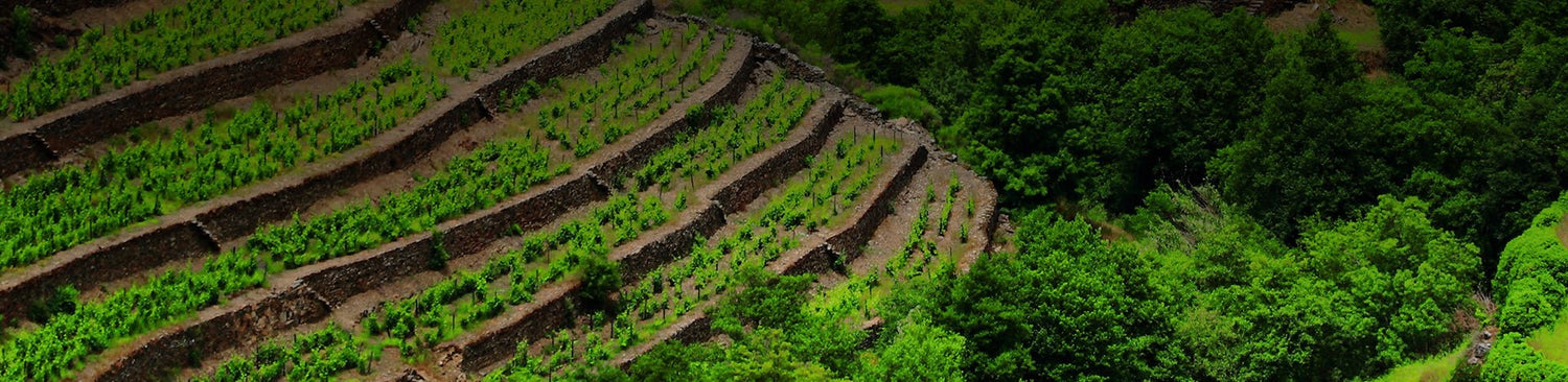 Tras os Montes - Portugal Best Wines