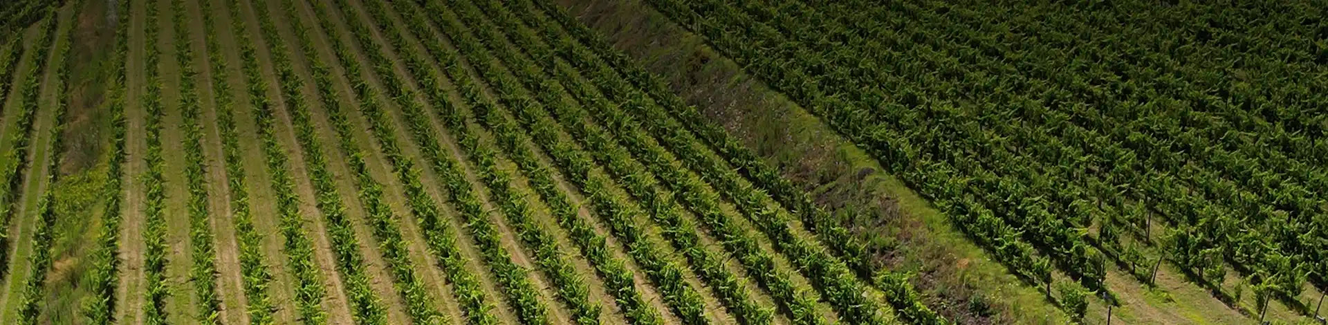 Vinevivu - Wines from Minho