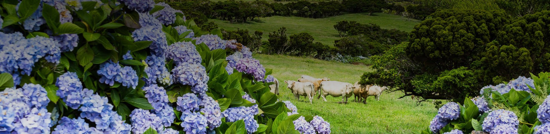 Açores - Portugal Best Wines