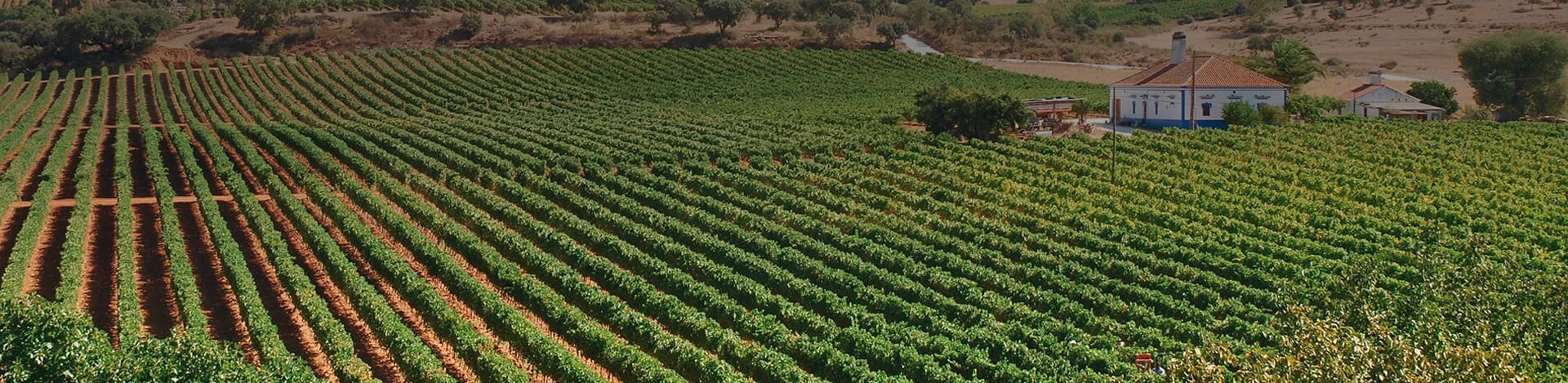 adega-de-borba-vineyards-portugal-best-wines