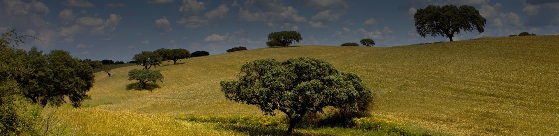 Alentejo - Portugal Best Wines