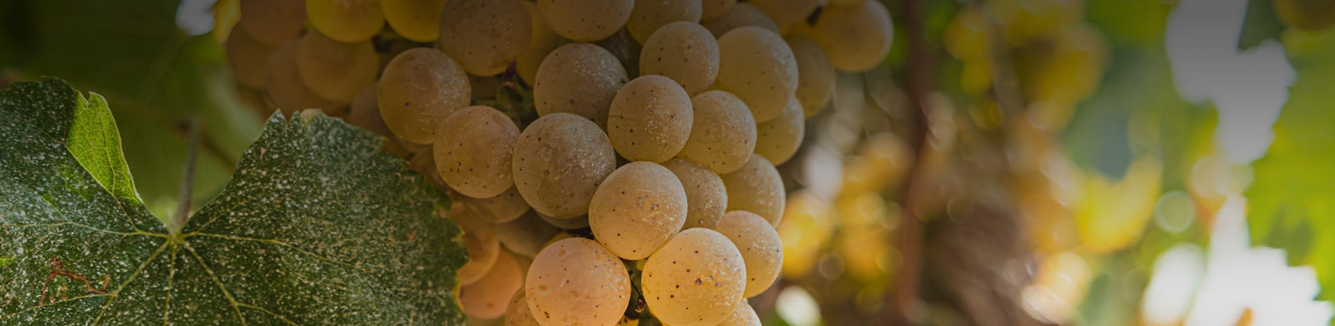 Alvarinho - Portugal Best Wines