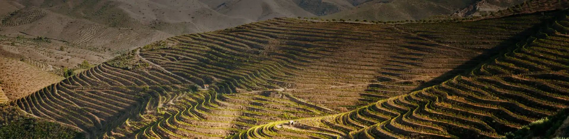 Carm Wines