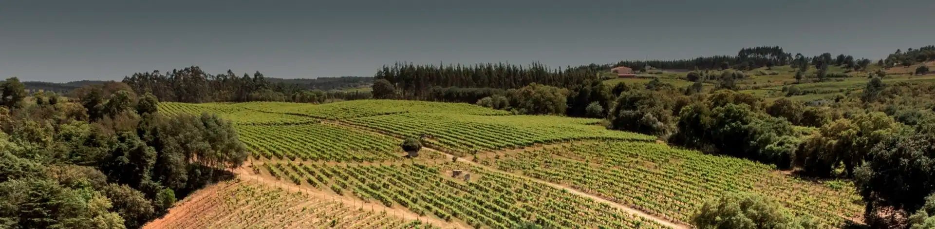 COMPANHIA AGRÍCOLA DO SANGUINHAL - Portugal Best Wines