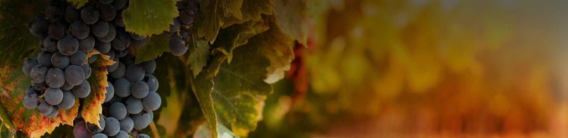 Dão Region Wines