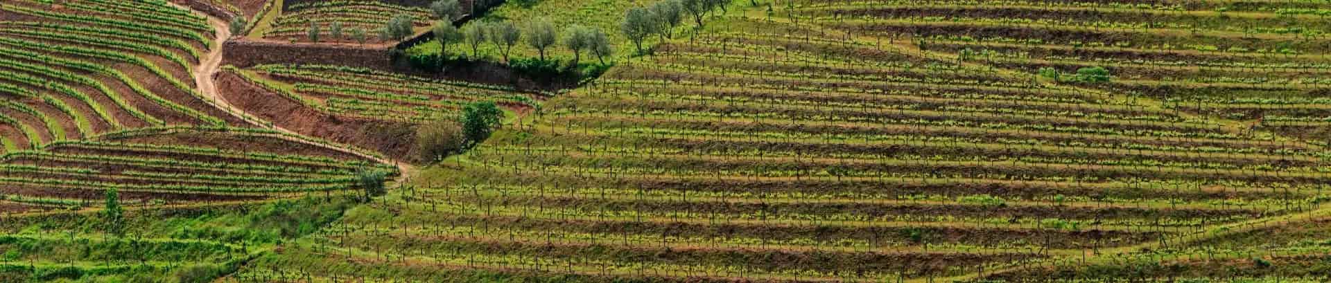 Benfica Portugal Vineyards