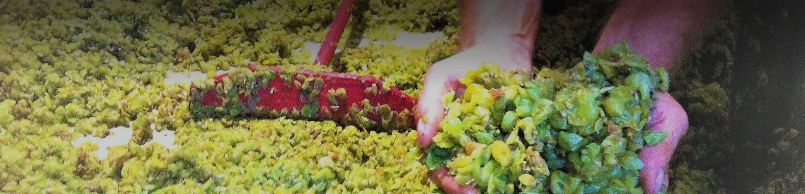 Hugo Mendes Wines