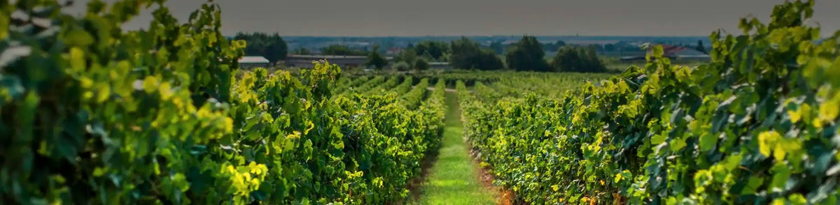 IG-minho-wine-region