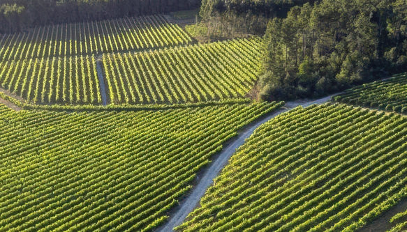 Kompassus Vinhos - Portugal Best Wines