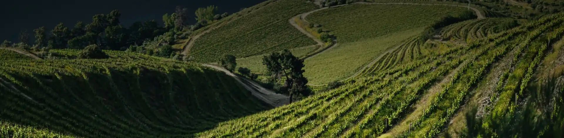 Kopke Group wines