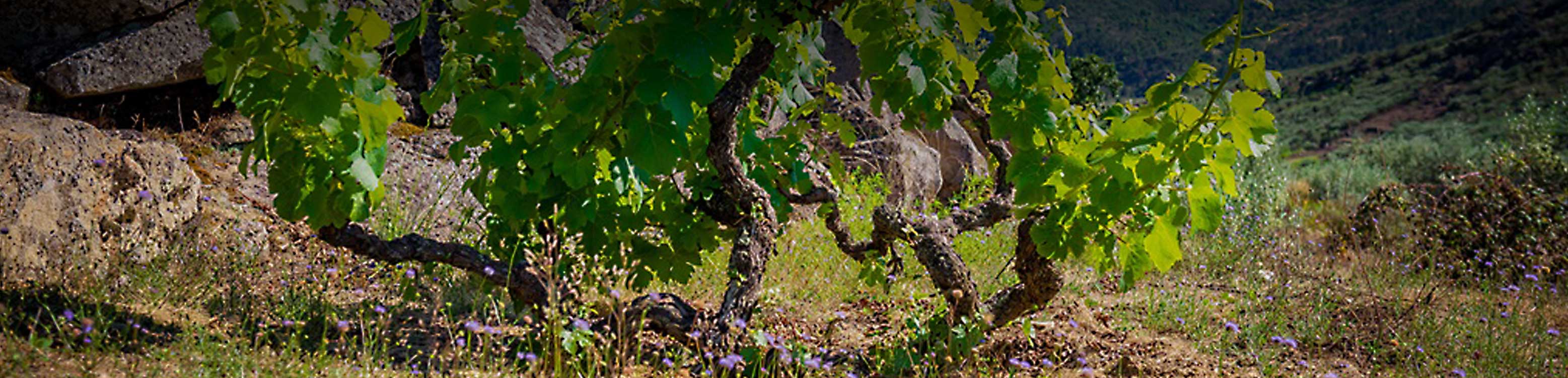 Luís Leocádio - Titan of Wines