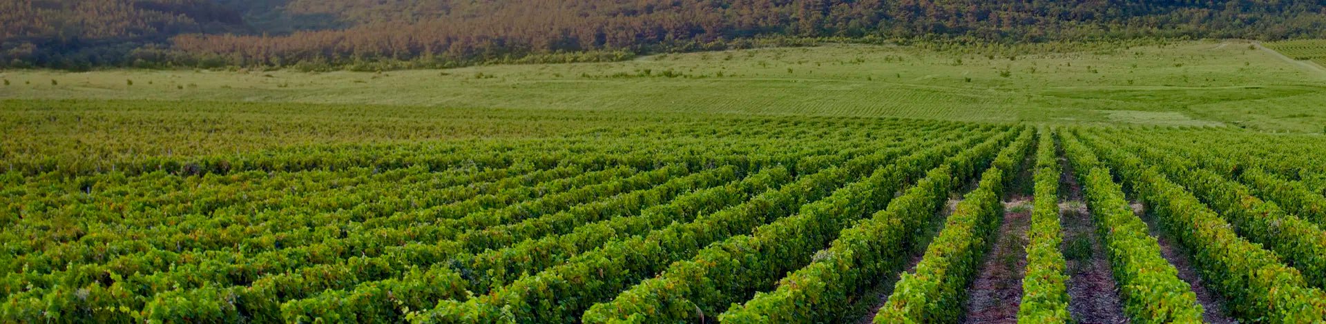 Luxury-Wines-over-£20-Portugal Best Wines