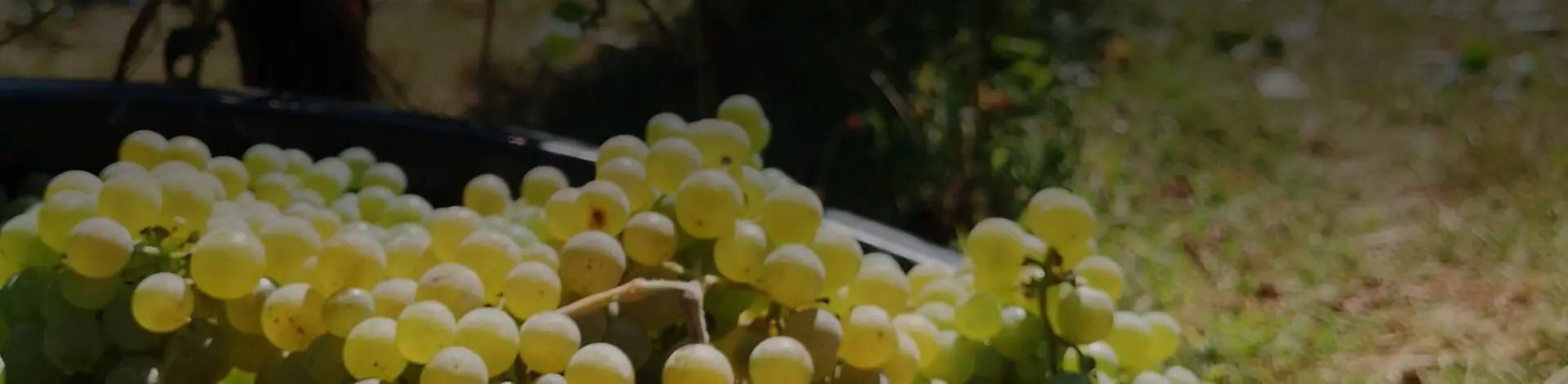 Mira d'Ó wines