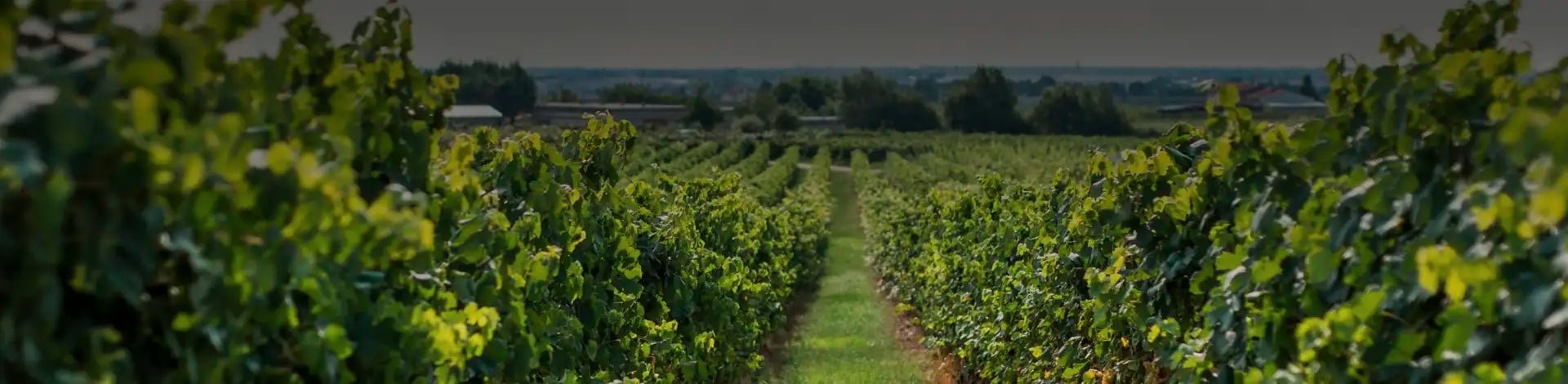 New-wine-arrivals-collection