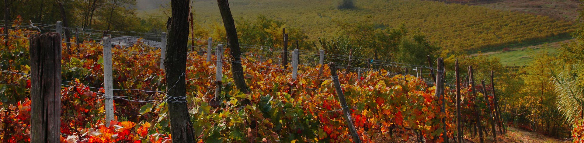 Affordable Wines From £10.00 to £12.49