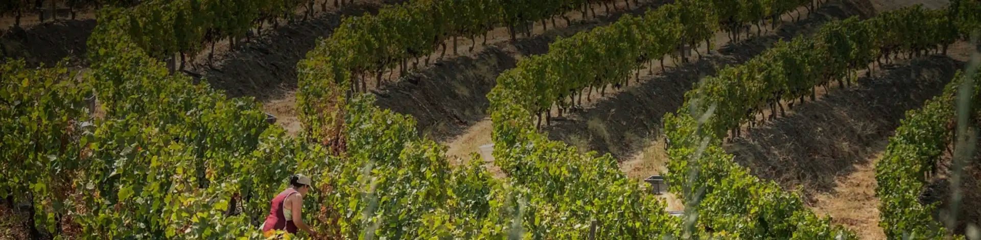 Quinta do Vallado - Portugal Best Wines