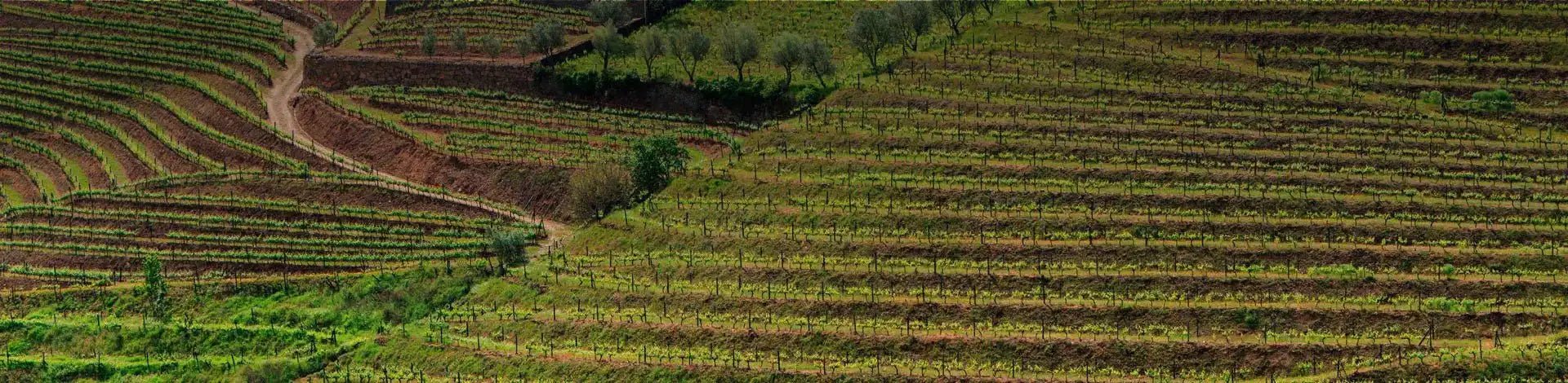 Rare & Reserve Wines