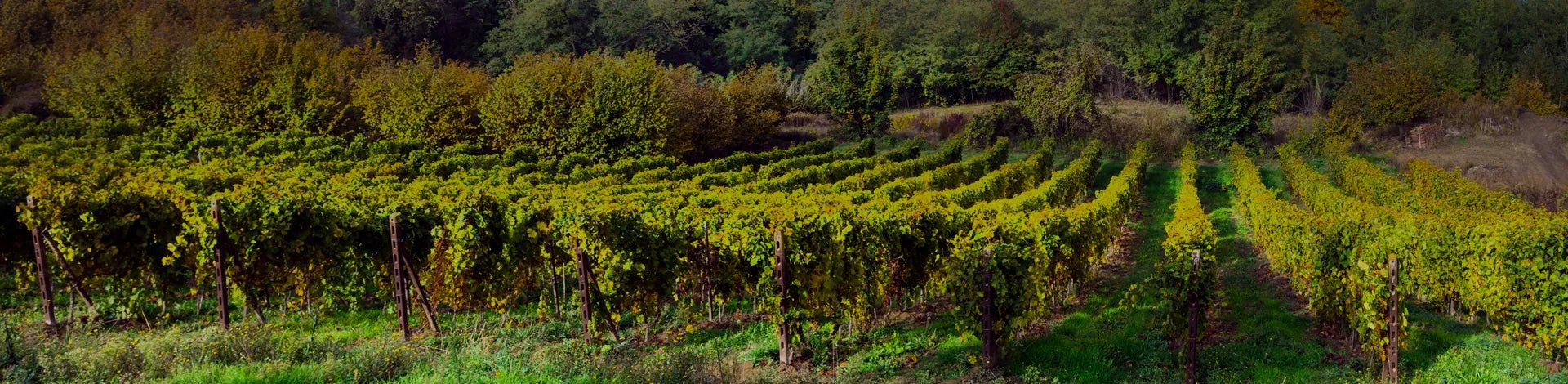 £15.00 to 19.99 wines - Portugal Best Wines