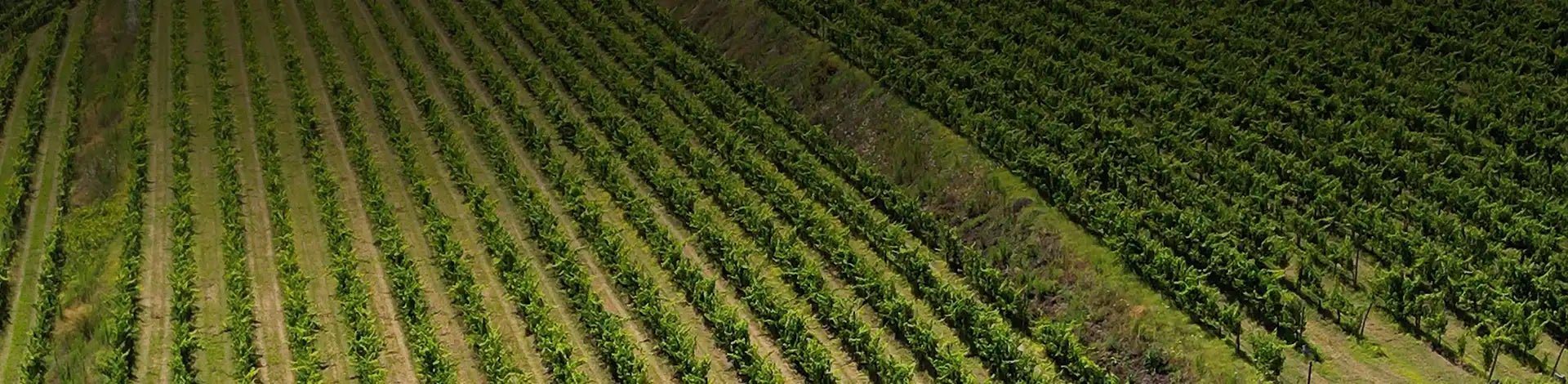 Vinevivu - Wines from Minho