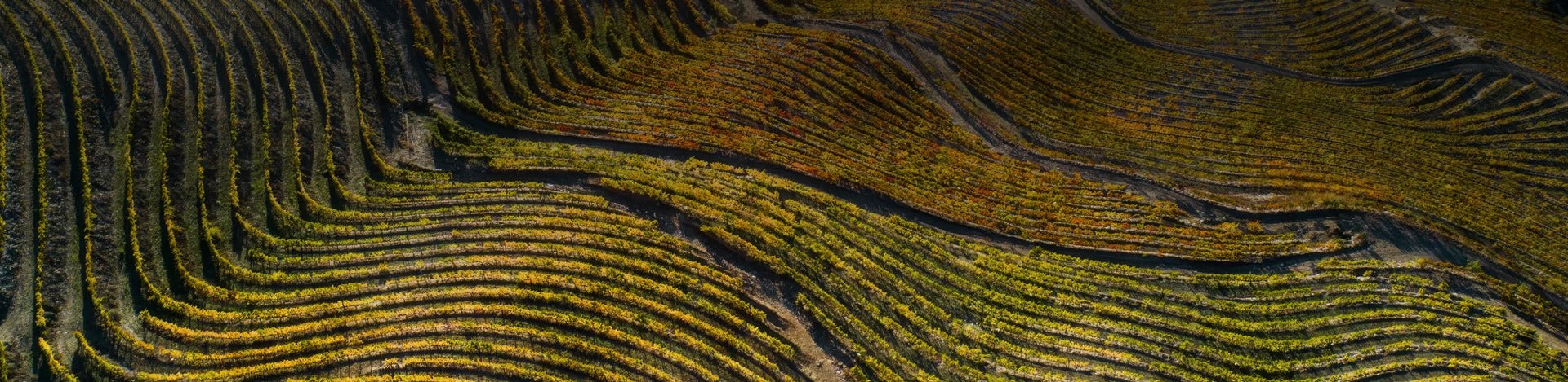 Vinhos Borges - Portugal Best Wines