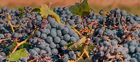Close-up of portuguese dark blue grapes with green leaves on a blurred background