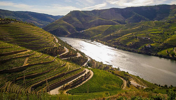 Wine grapevines on terraced hillsides with a river running through a valley.