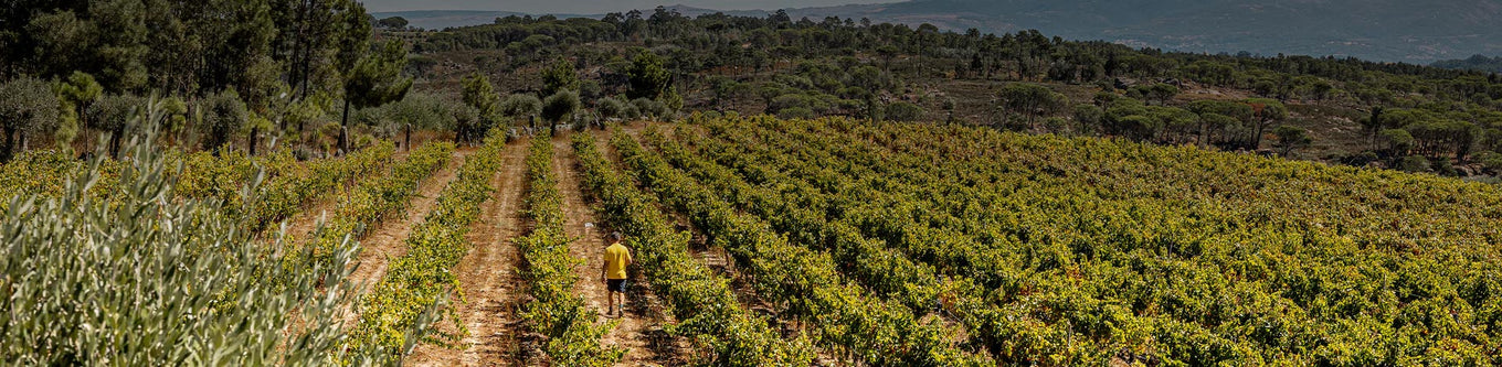 Person walking through a vineyard with rows of grapevines under a clear sky.