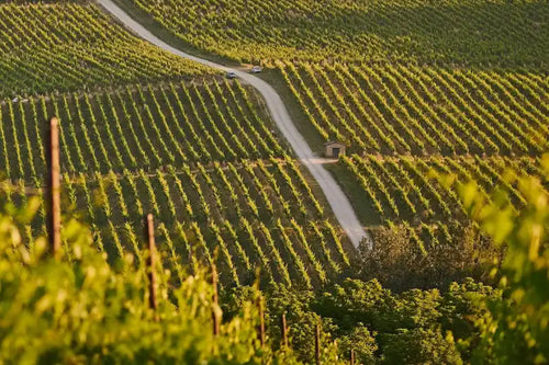 Cotto-vineyards - A scenic vineyard landscape with rows of grapevines on rolling hills, a winding dirt road, and a small structure in the distance, captured in warm golden light.
