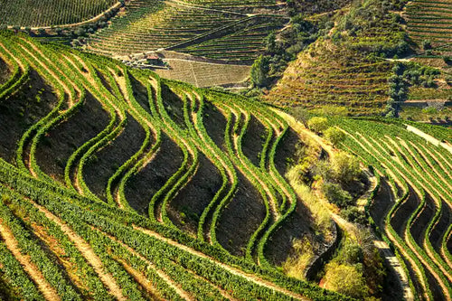 Quinta Da Romaneira Vineyards
