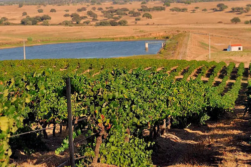 Herdade_de_Ajuda Vendas Novas, Alentejo - Portugal