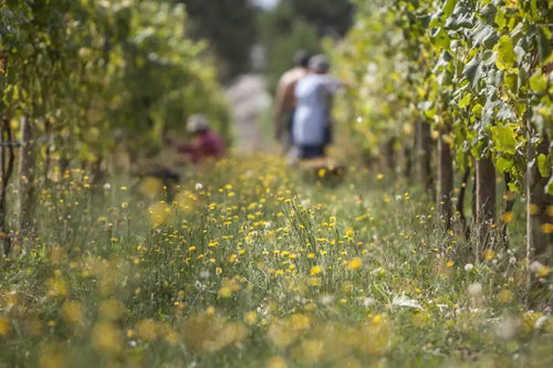 Mira D'Ó A sunlit vineyard path lined with grapevines and yellow wildflowers, with two blurred people walking in the background.