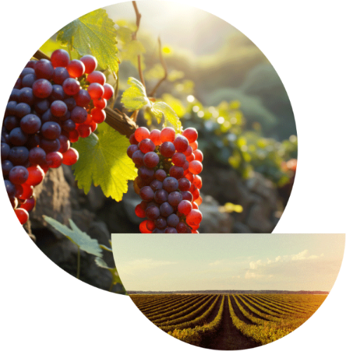 Portugal Best Wines - Round circle picture  of grapes with half moon vineyards picture superimposed