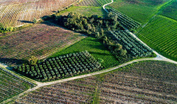 Aerial view of a rural landscape with fields and trees