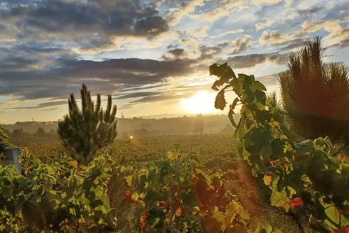 Sunset over a vineyard with greenery in the foreground