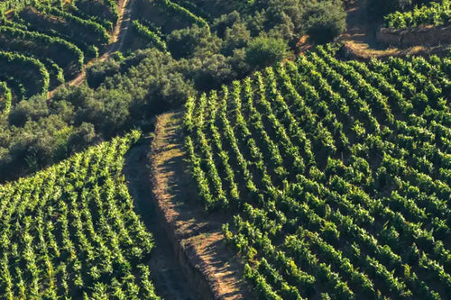 Vale-D.Maria. Aerial view of terraced vineyard rows on rolling green hills with dirt paths between the plots.