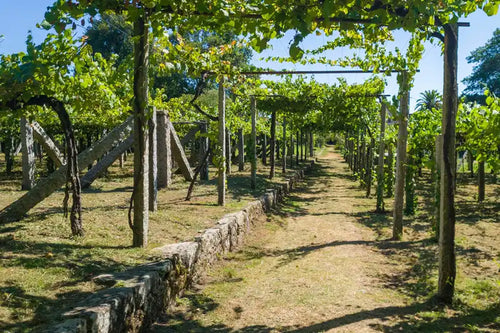 A sunlit vineyard path running through rows of grapevines under a trellis, with green leaves overhead, stone walls on both sides, and blue sky in the background.