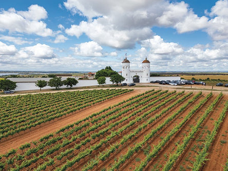 Vineyard with a white building and blue sky