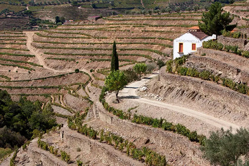 manoella-vineyards