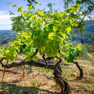 Visit our Knowledge Base and WIKIwine