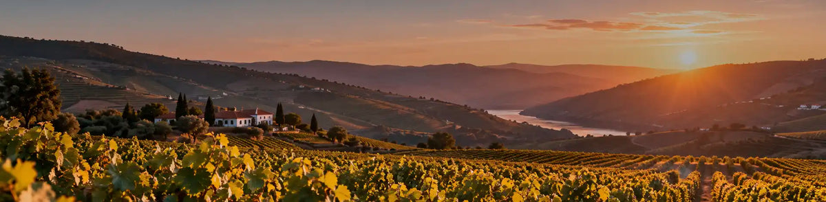 A scenic landscape photograph of a vineyard at sunset, with rows of grapevines in the foreground, rolling hills, a small building, and a river or valley in the distance under a warm glowing sky.